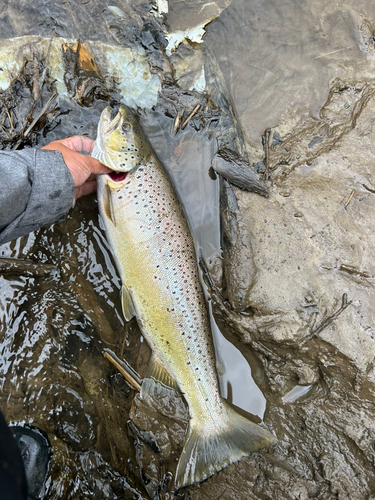 トラウトの釣果