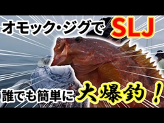 キジハタの釣果