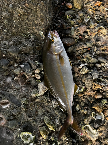 ショゴの釣果