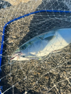 イナダの釣果