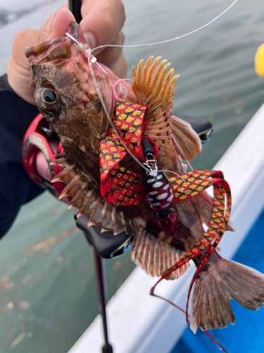 アラカブの釣果