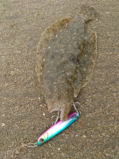 ソゲの釣果