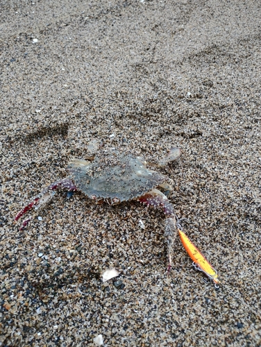 ワタリガニの釣果