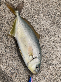 ショッコの釣果