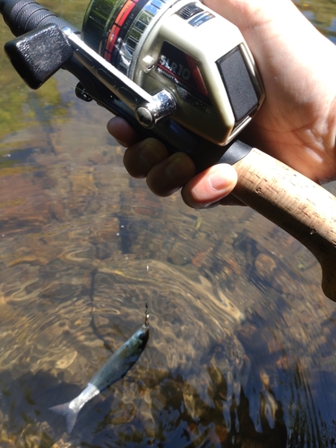 ウグイの釣果