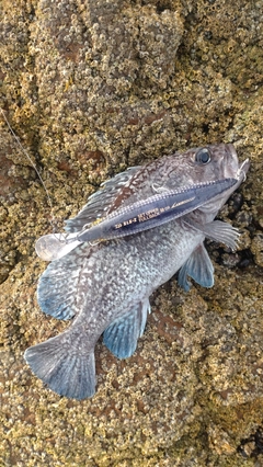 ソイの釣果