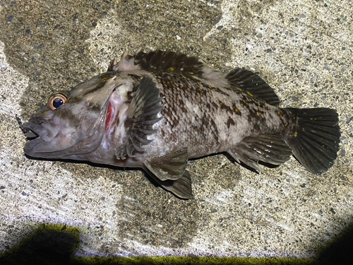 オウゴンムラソイの釣果