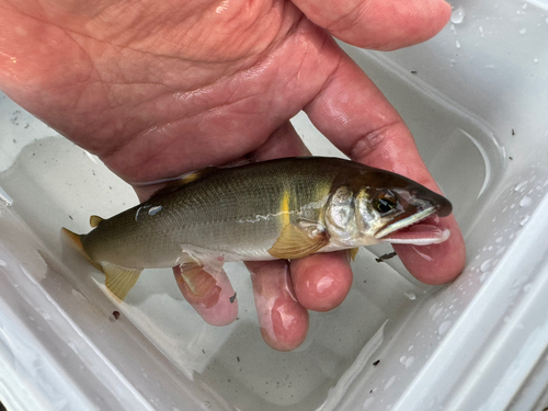 アユの釣果