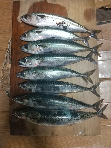 サバの釣果