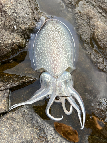 シリヤケイカの釣果