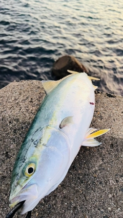 イナダの釣果