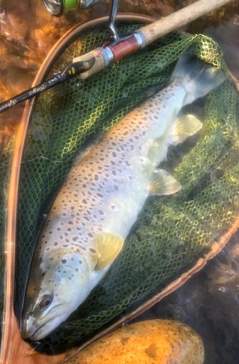 ブラウントラウトの釣果