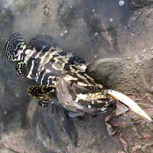 ハタの釣果