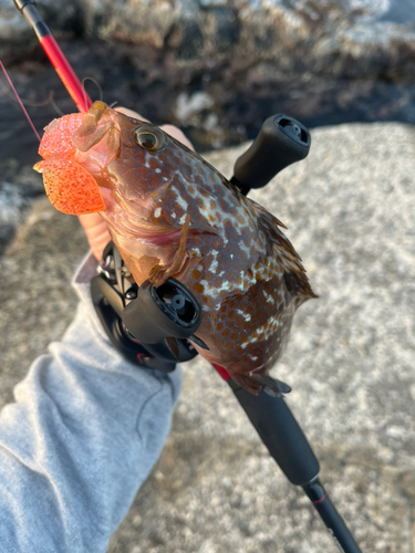 キジハタの釣果