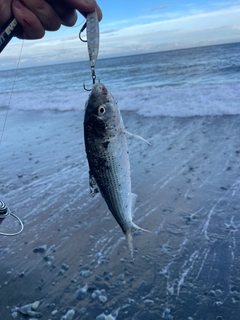 コノシロの釣果