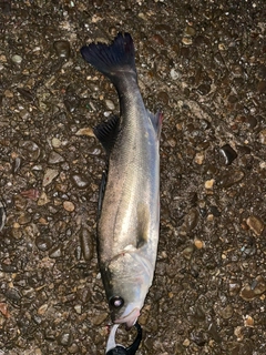 スズキの釣果