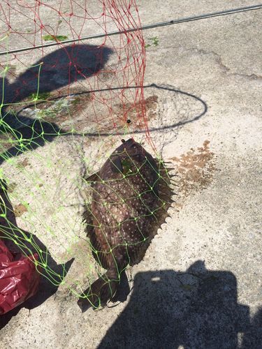アイゴの釣果