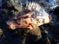 タケノコメバルの釣果