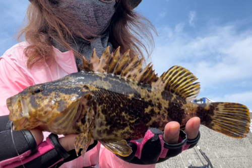 タケノコメバルの釣果