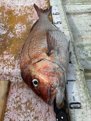 タイの釣果