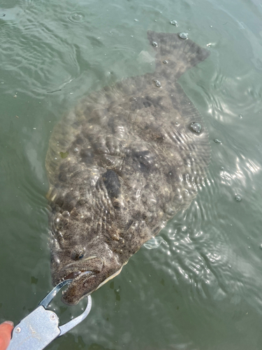 ヒラメの釣果