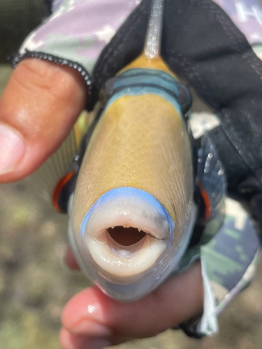 モンガラカワハギの釣果