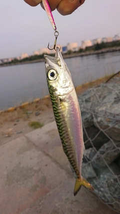 サバの釣果