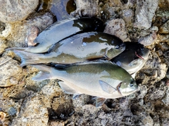 オナガグレの釣果