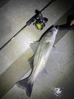 フッコ（マルスズキ）の釣果