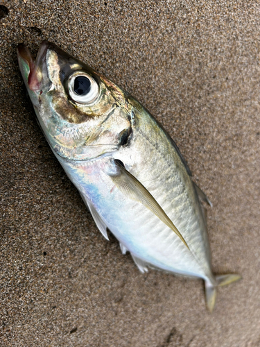 マアジの釣果