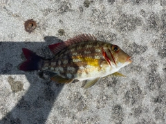 クチナジの釣果