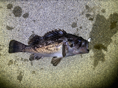 クロソイの釣果