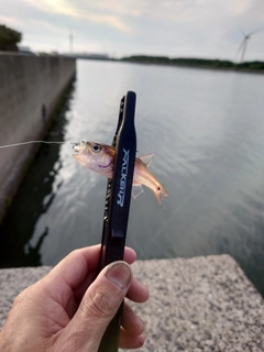 ネンブツダイの釣果