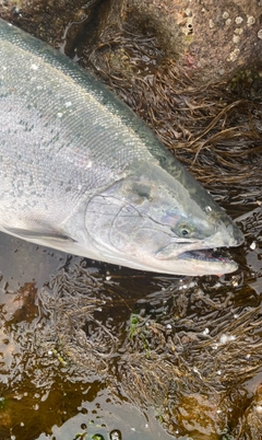 サクラマスの釣果