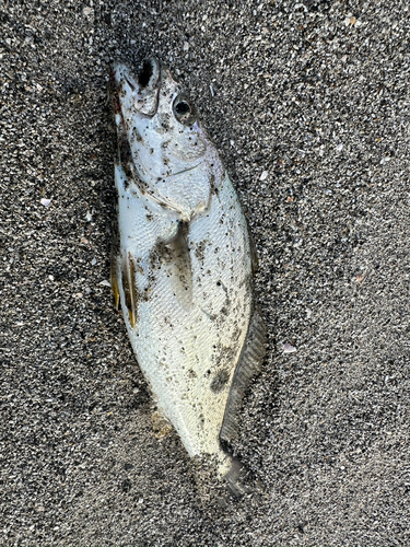 ニベの釣果