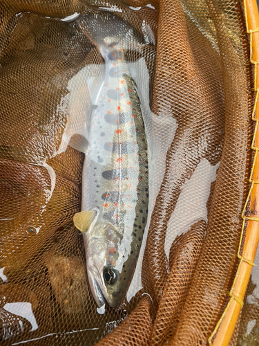 アマゴの釣果