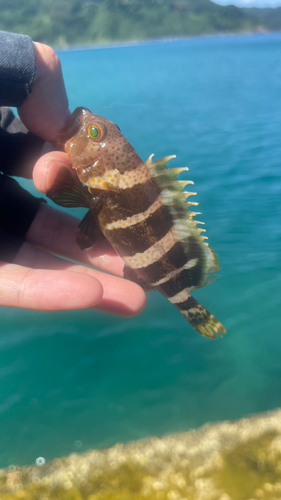 アオハタの釣果