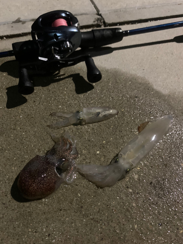 ヒイカの釣果