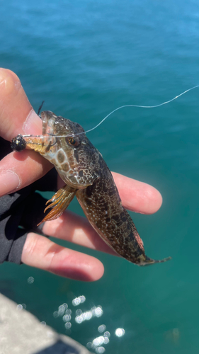 ハゼの釣果