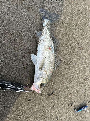 セイゴ（マルスズキ）の釣果