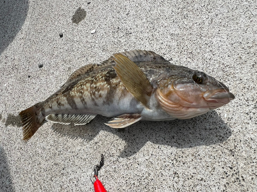 アイナメの釣果