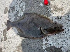 ソウハチの釣果