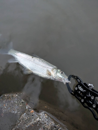 ニゴイの釣果