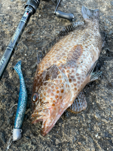 オオモンハタの釣果