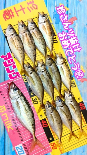 アジの釣果