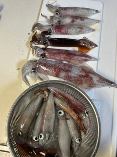 ケンサキイカの釣果