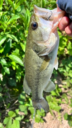 アナハゼの釣果