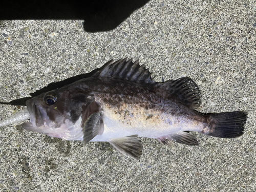 クロソイの釣果