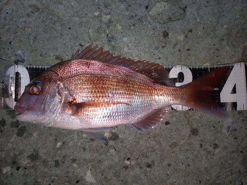 マダイの釣果