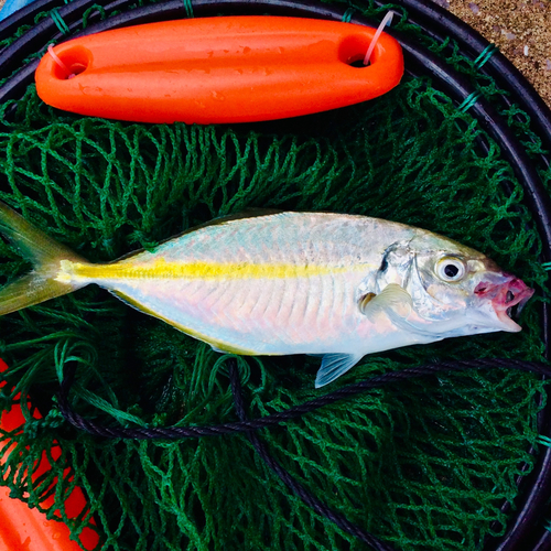 シマアジの釣果